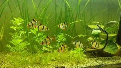 Tiger barb