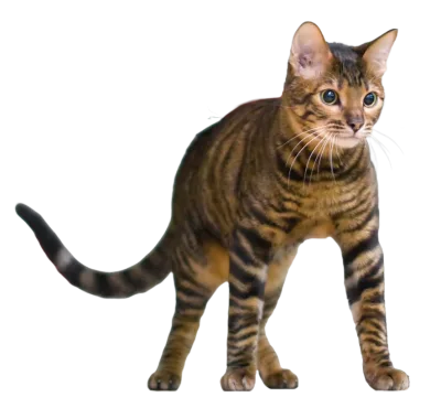 Toyger