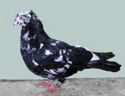 Transylvanian Double Crested Tumbler