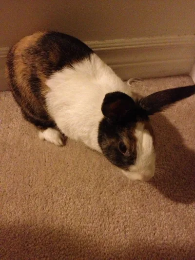 Tri Coloured Dutch