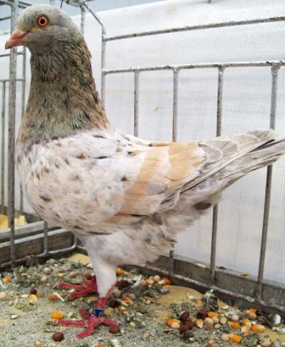 Triganino Modena