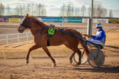 Trotter-type Finnhorse