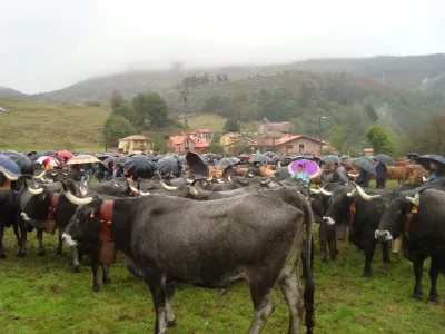 Tudanca cattle