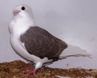 Turbit