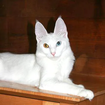 Turkish Angora