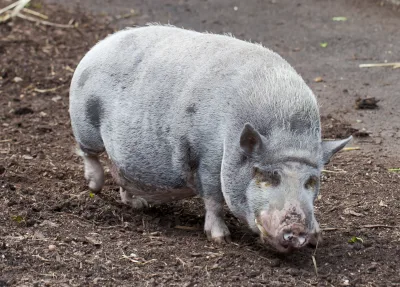 Turopolje pig