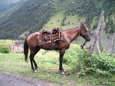 Tusheti horse