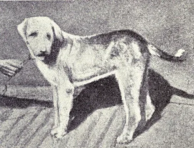 Vaghari Dog