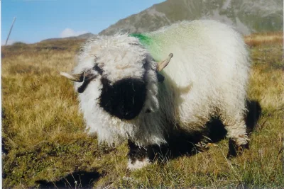Valais Blacknose