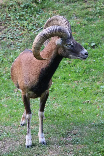 Vicentina sheep
