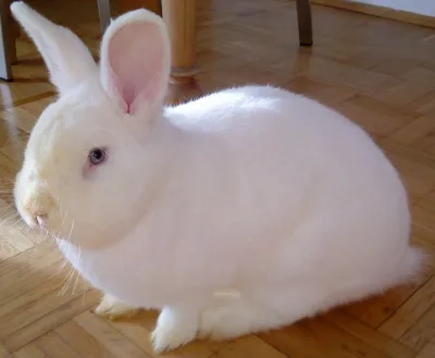Vienna rabbit