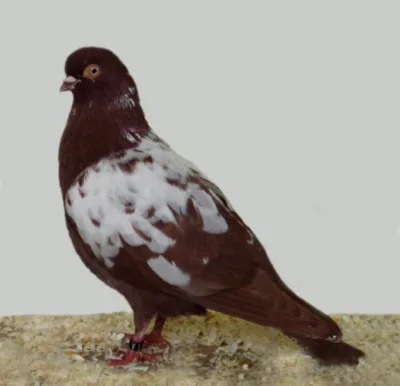 Viennese Whiteside Tumbler