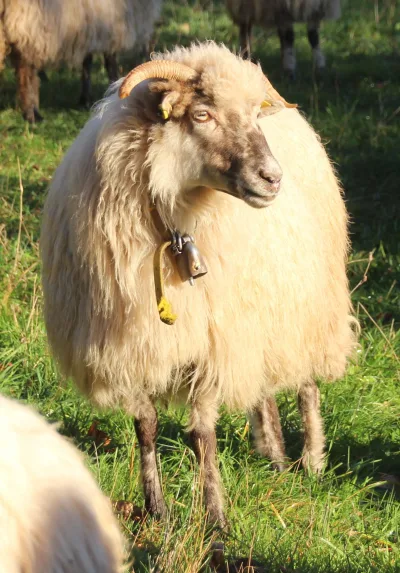 Vlachs domestic sheep