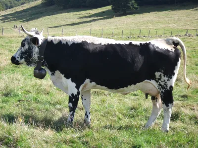 Vosges cattle