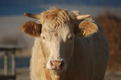 Waldviertler blondvieh