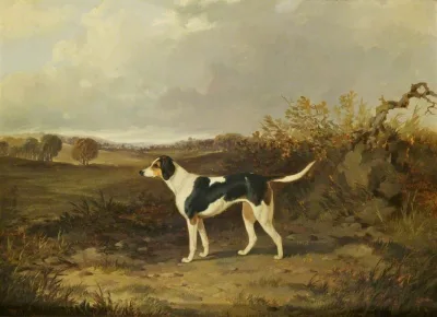 Walker Foxhound