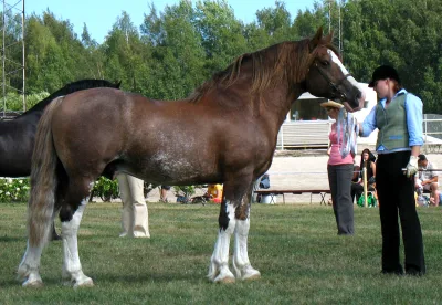 Welsh cob