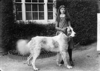 Welsh Hound