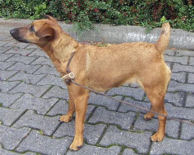 Westfal Terrier