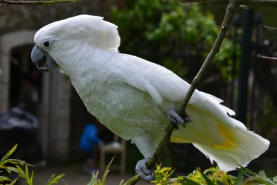 White cockatoo