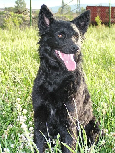 White Greek sheepdog