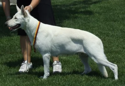 White Shepherd Dog