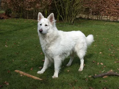 White Swiss Shepherd