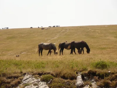 Wild horses of Livno