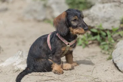 wire-haired dachshund