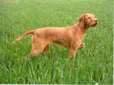 Wirehaired Vizsla