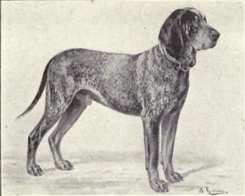 Wurttemberg Pointer