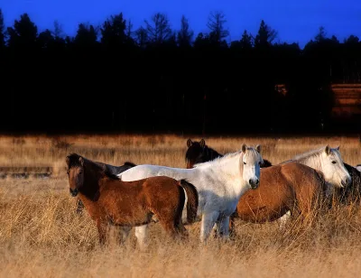 Yakutian horse