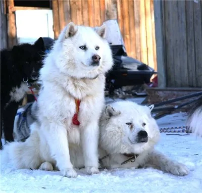 Yakutian Laika