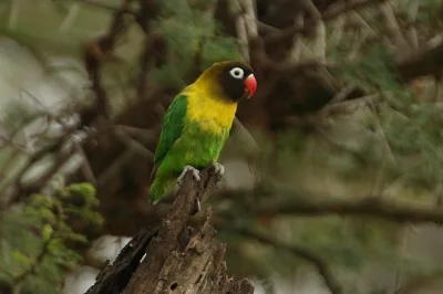 Yellow-collared lovebird