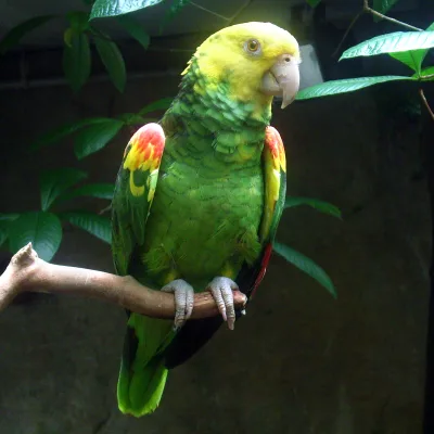 Yellow-headed amazon